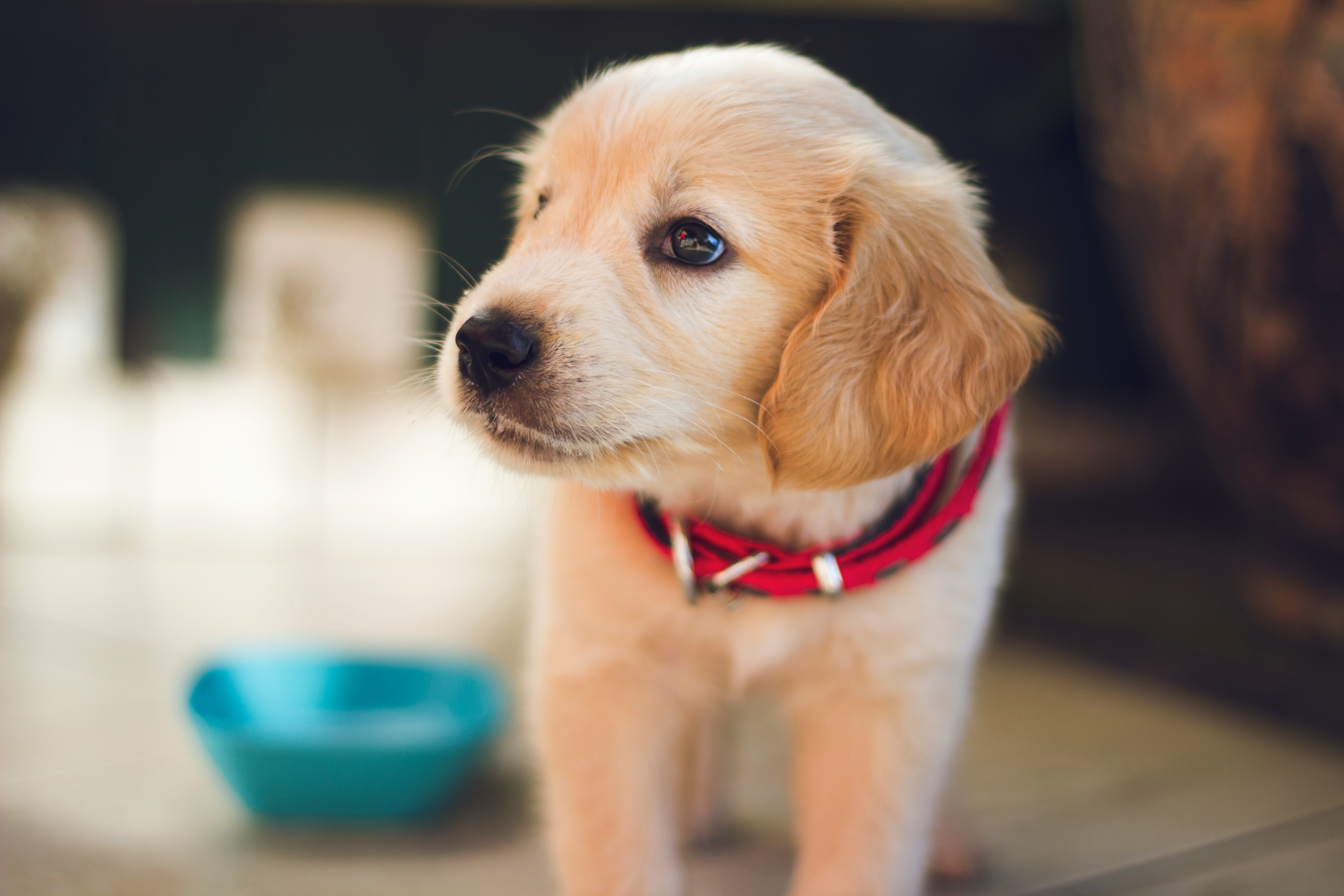 Grooming-Arbeitsplatz mit Hund unter dem Föhn