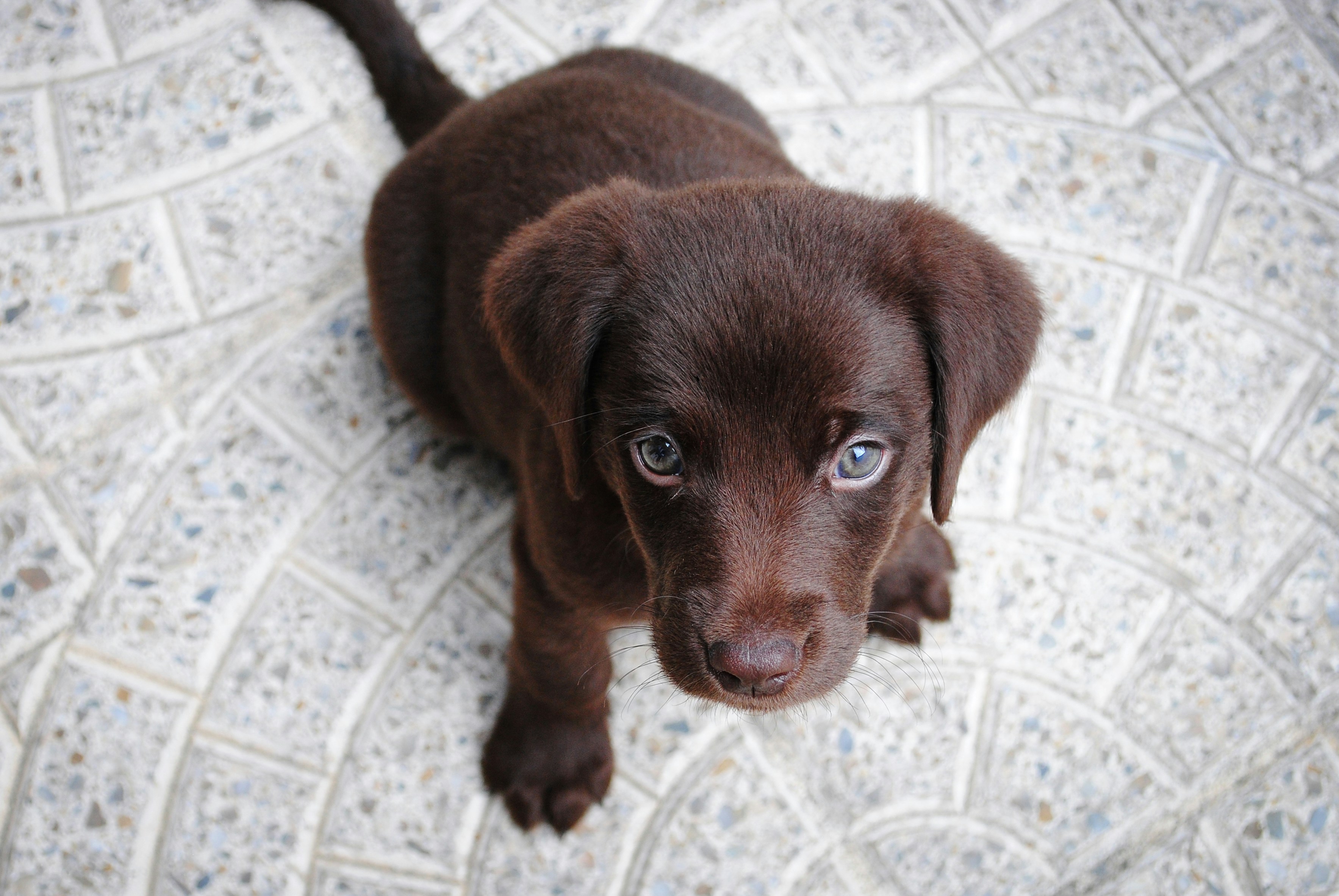 Hund wird im Salon Curfeni gebadet