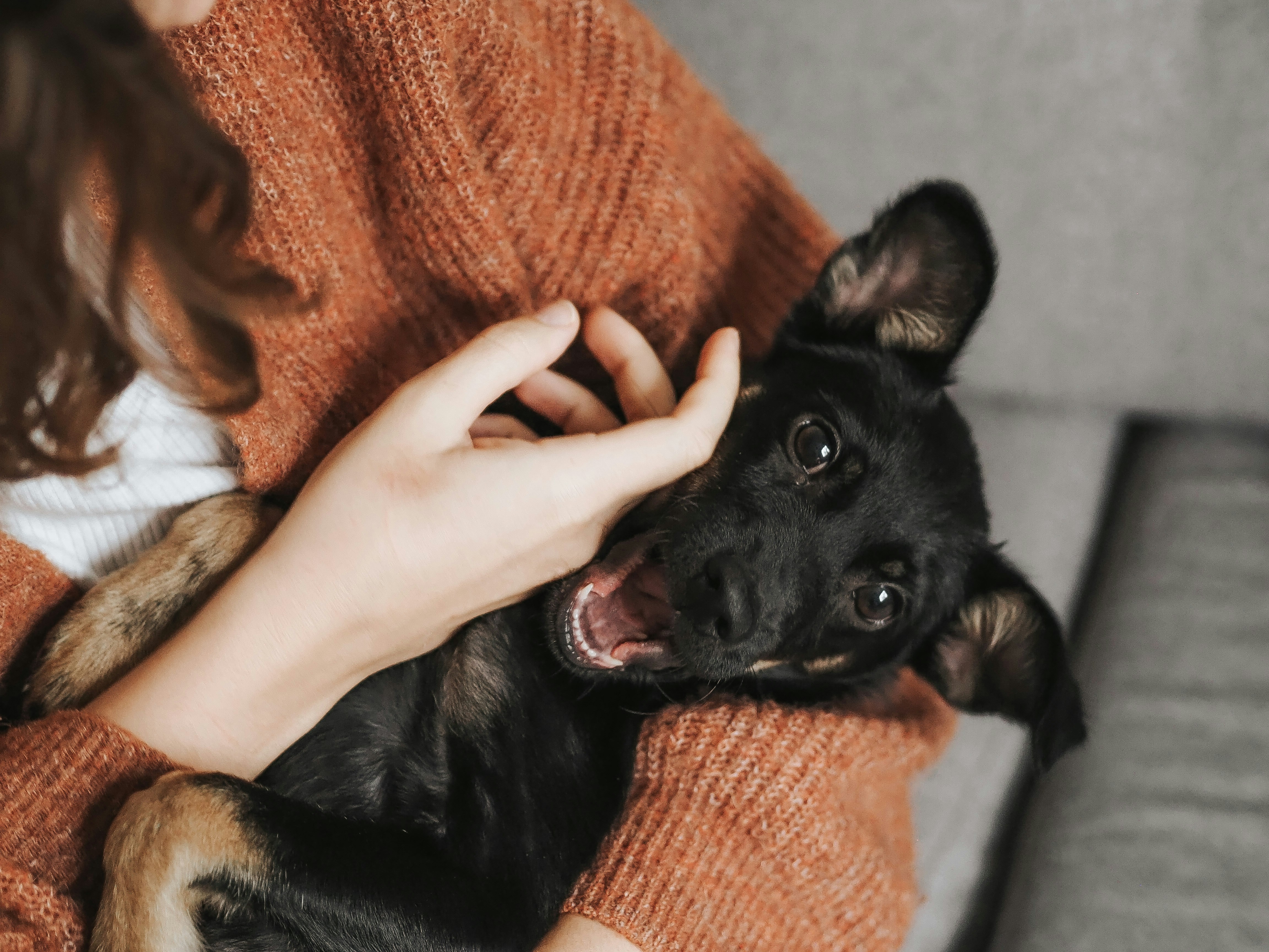 Frisch gepflegter kleiner Hund nach dem Komplett-Grooming